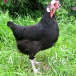 Миниатюра к 