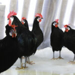 Миниатюра к 