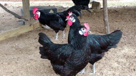 Минорка (Minorca)