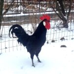 Миниатюра к 