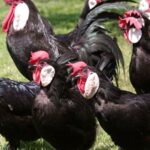 Миниатюра к 