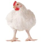 Миниатюра к 