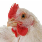 Миниатюра к 