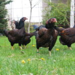 Миниатюра к 