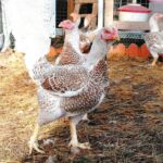 Миниатюра к 