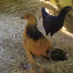 Миниатюра к 