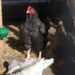 Миниатюра к 