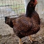 Миниатюра к 