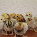 Миниатюра к 