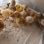 Миниатюра к 