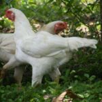 Миниатюра к 