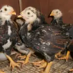 Миниатюра к 