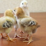 Миниатюра к 