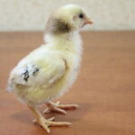 Миниатюра к 