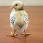 Миниатюра к 