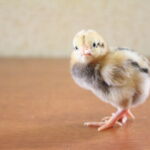 Миниатюра к 