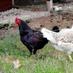 Миниатюра к 