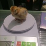 Миниатюра к 