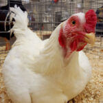 Миниатюра к 