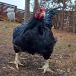 Миниатюра к 