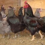 Миниатюра к 