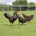 Миниатюра к 