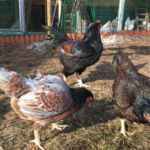 Миниатюра к 