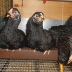 Миниатюра к 