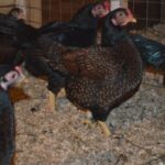 Миниатюра к 