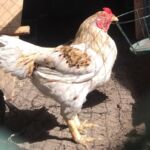 Миниатюра к 