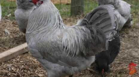 Амераукана